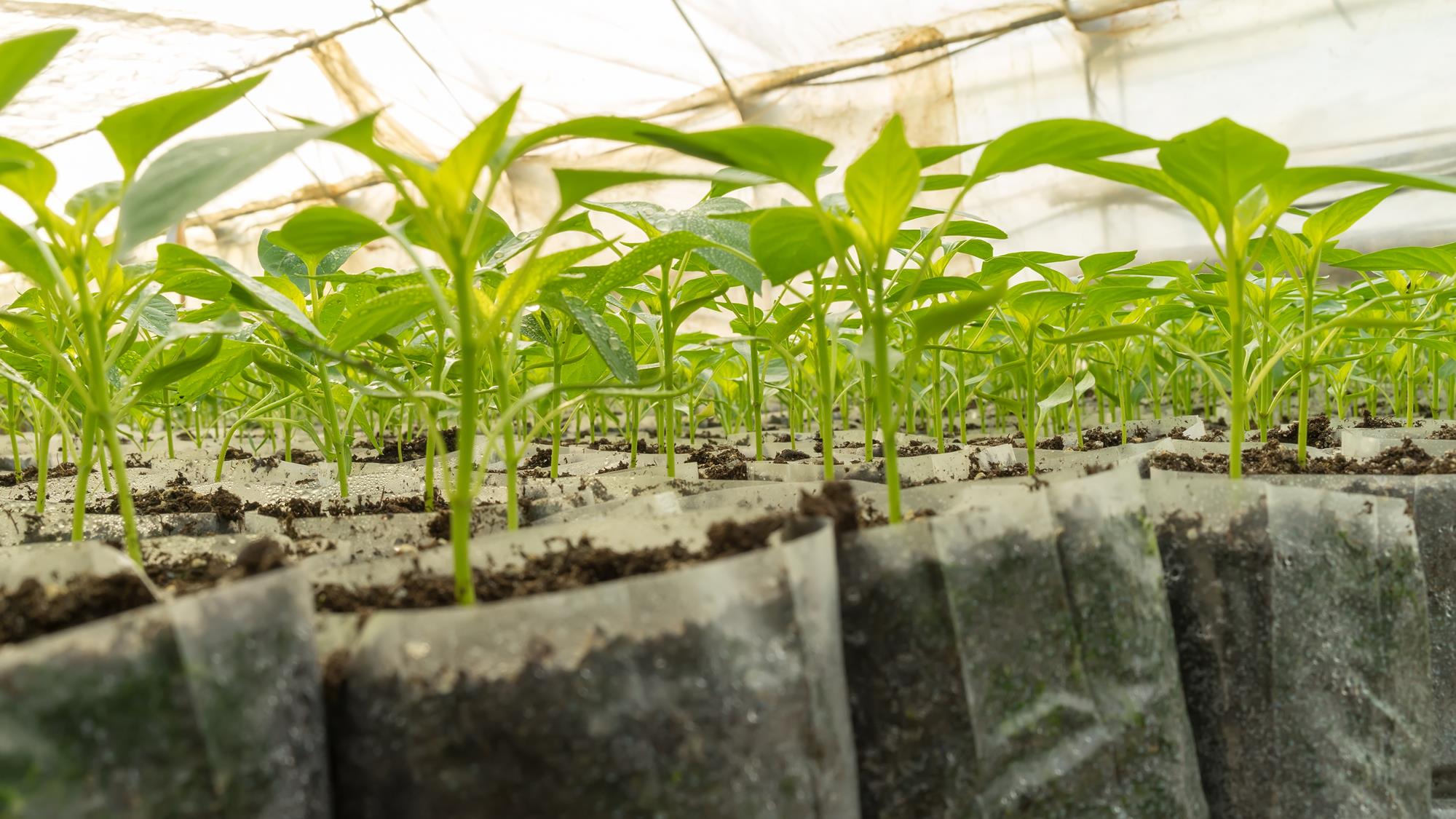 Small Pepper Plants In A Greenhouse For Transplanting